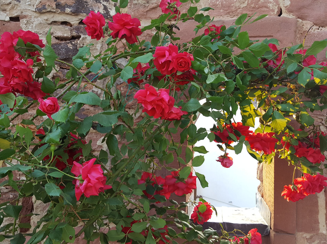 Gastehaus Burghof Stauf主图