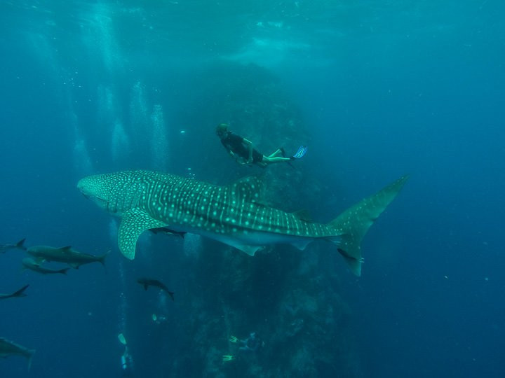 Apnea Koh Phangan Freediving School-帕岸岛必去景点