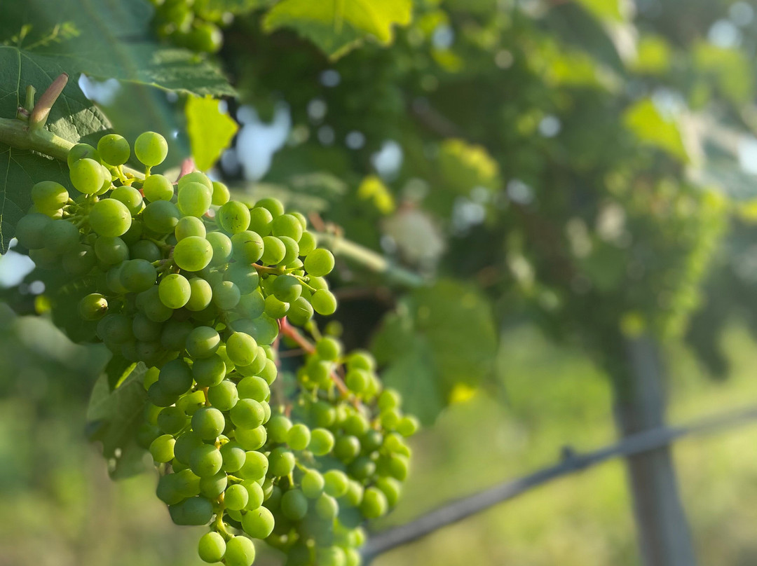 Weingut Leopold