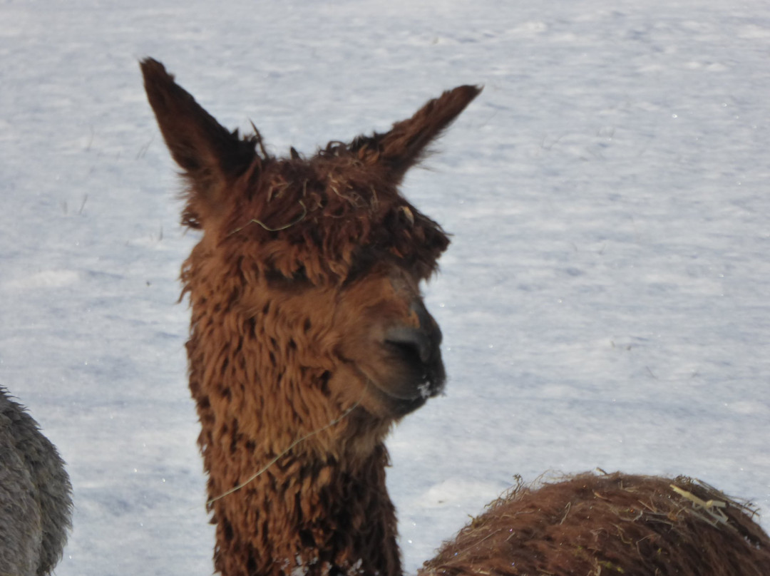 Free Range Fibre Alpacas景点图片