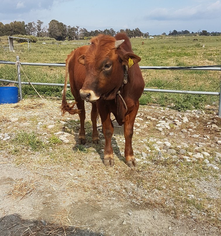 Akrotiri Marsh-Akrotiri必去景点