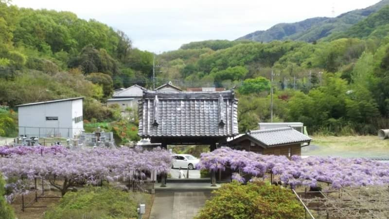 Tyosenji Temple-本庄市必去景点
