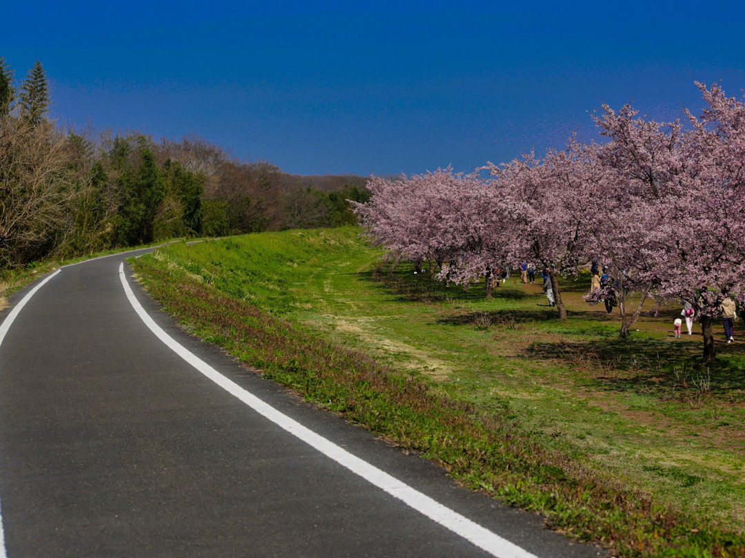 Kitaasaba Sakurazutsumi Park-坂户市必去景点
