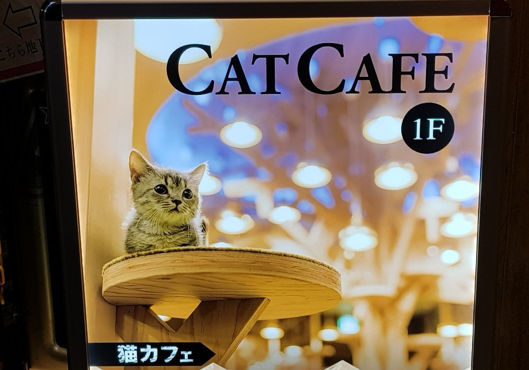 Cat Cafe Mocha, Osaka Shinsaibashi景点图片