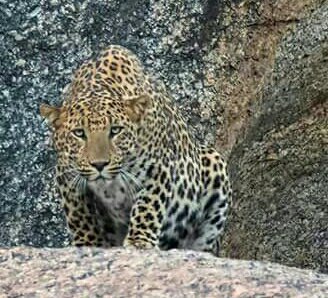 The Haveli Leopard Camp-官方