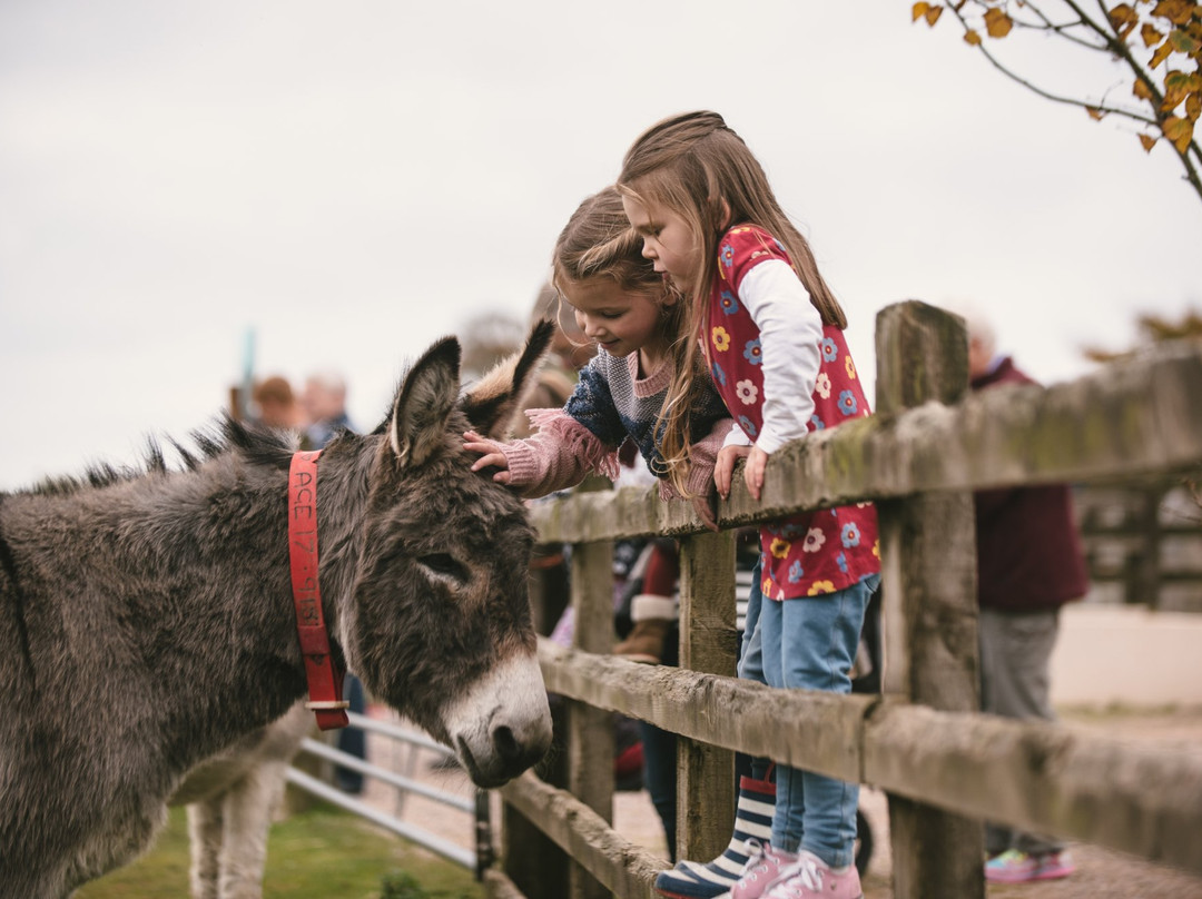 The Donkey Sanctuary-西德茅斯必去景点