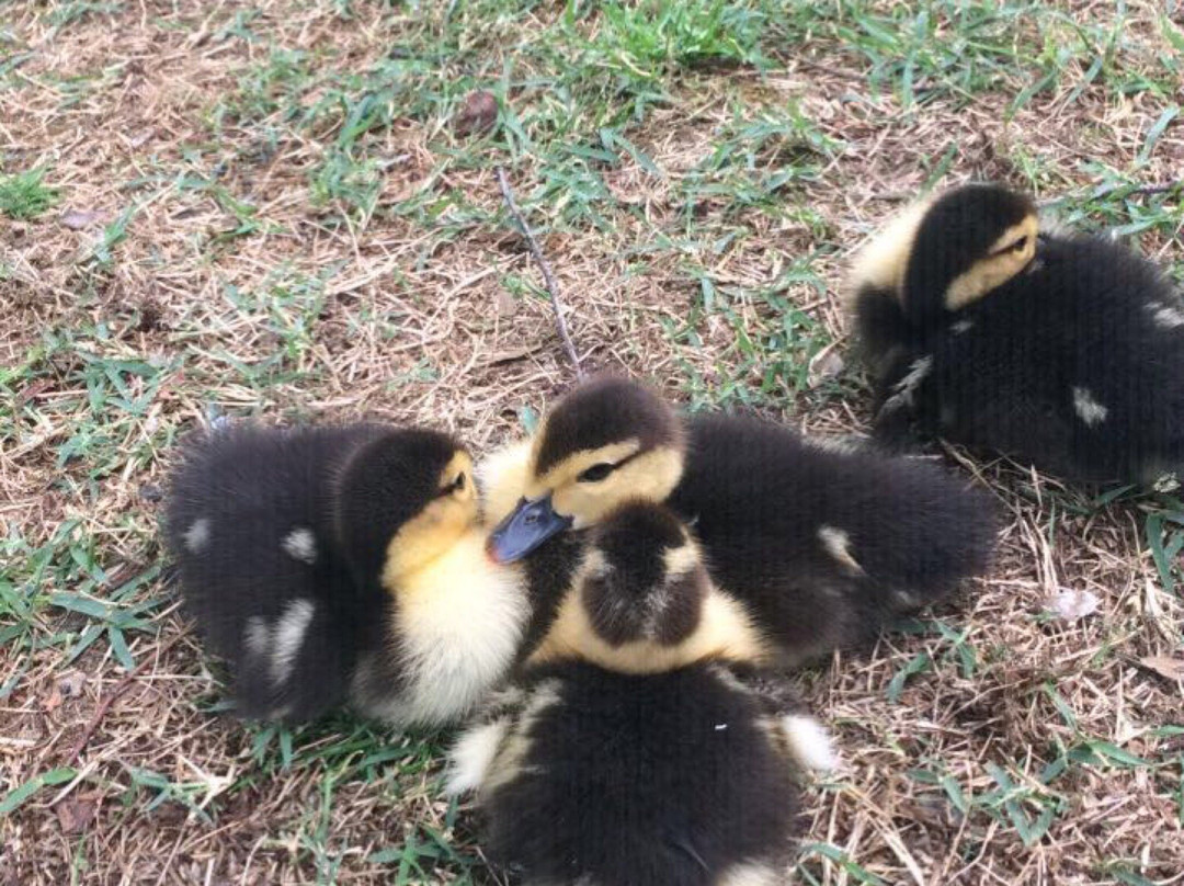 Dublin Memorial Park-Madison必去景点