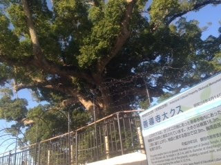 Great Camphor Tree of Zendo-ji Temple景点图片
