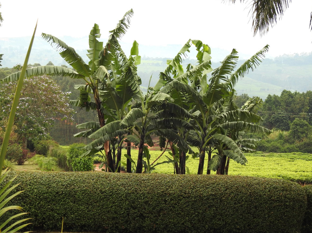 Johnnie Uganda Safaris-恩德培必去景点