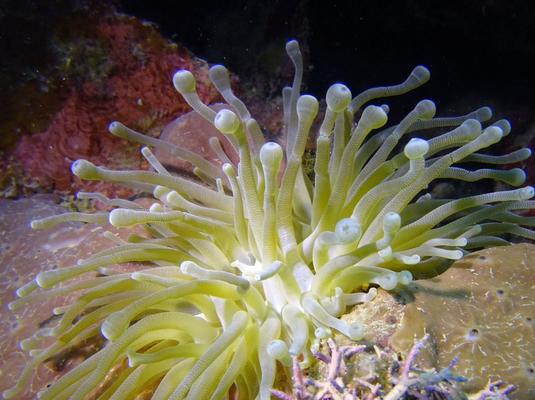 Diverspoint Puerto Plata-普拉塔港必去景点