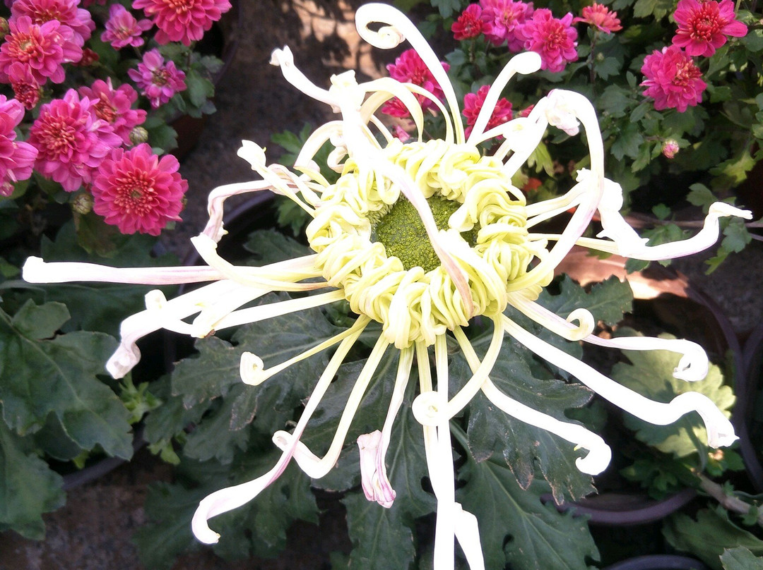 朝阳慕容街-朝阳市必去景点