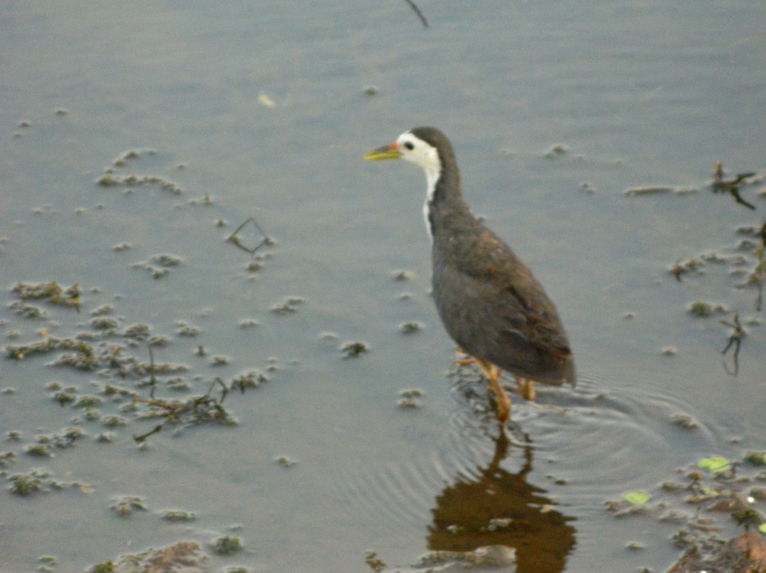 瑟瓦伊马托布尔酒店住宿-Hotel Ranthambore Regency
