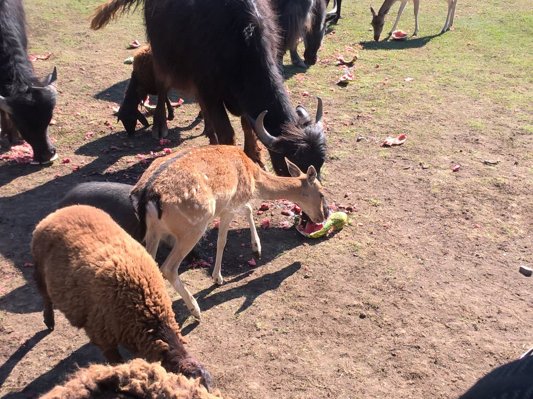 Antelope Park Safari Ranch-Izyumivka必去景点