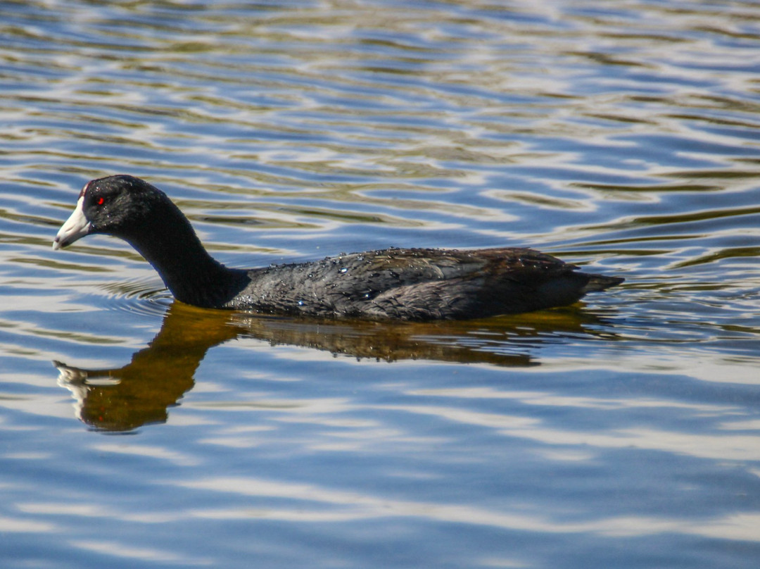 Quitobaquito Spring-Ajo必去景点