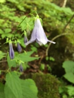Yachiho Highland Natural Garden-佐久穗町必去景点