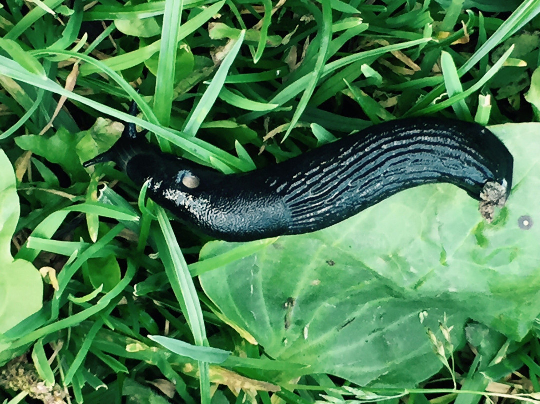 Plessey Woods Art Trail-Bedlington必去景点