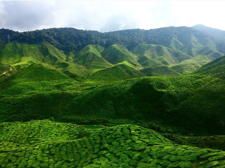 Cameron Highlands Jungle Trail No. 2-碧兰璋必去景点