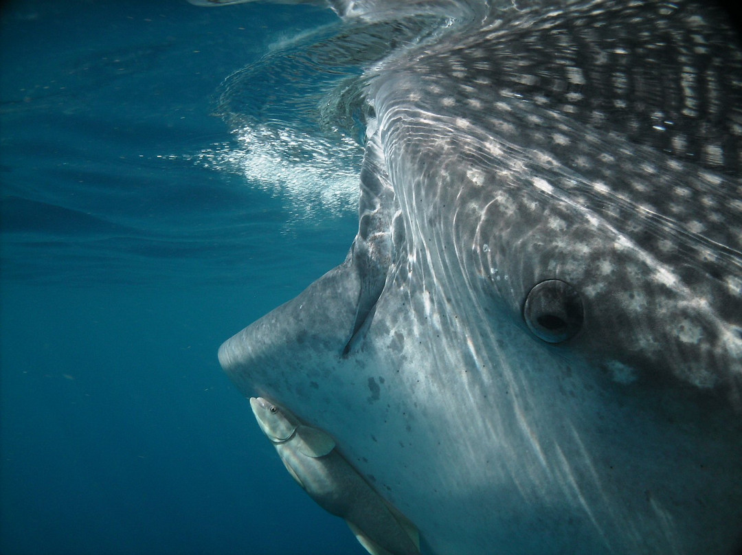 Scuba Libre-普拉亚德尔卡曼必去景点