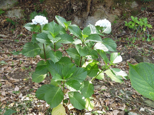 Kozen-ji Temple-德岛市必去景点
