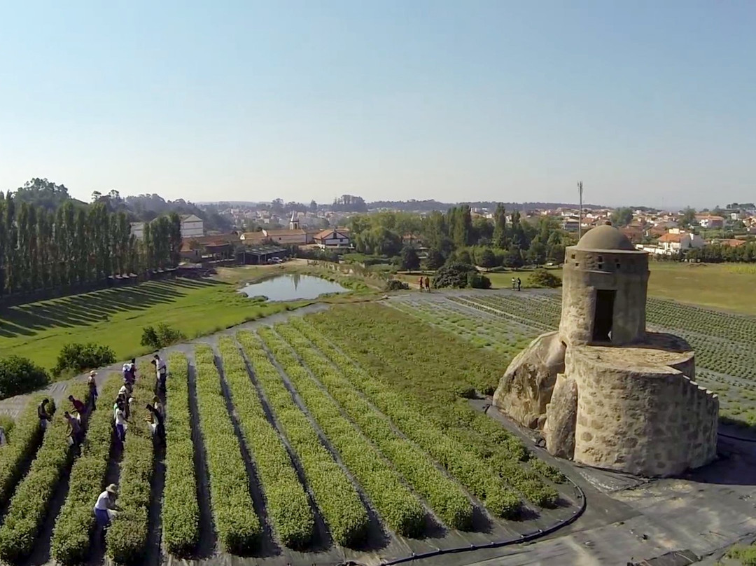 Canidelo旅游景点-Cantinho das Aromaticas