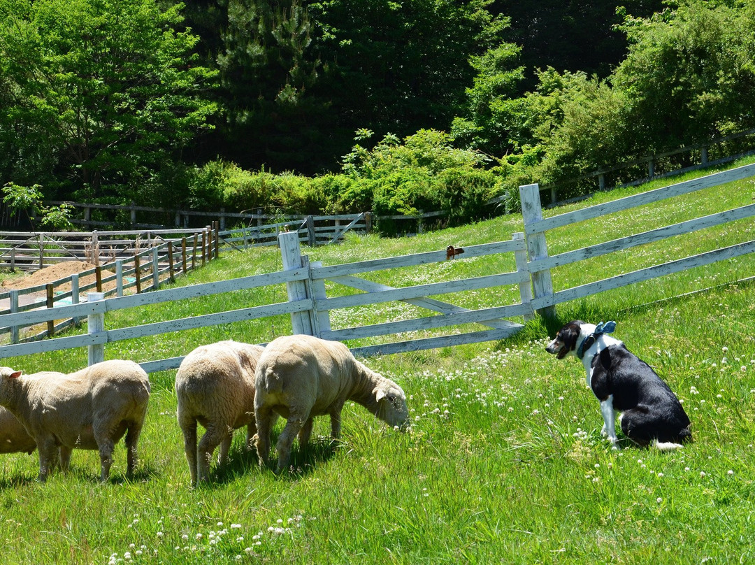 Rokkosan Farm-神户市必去景点