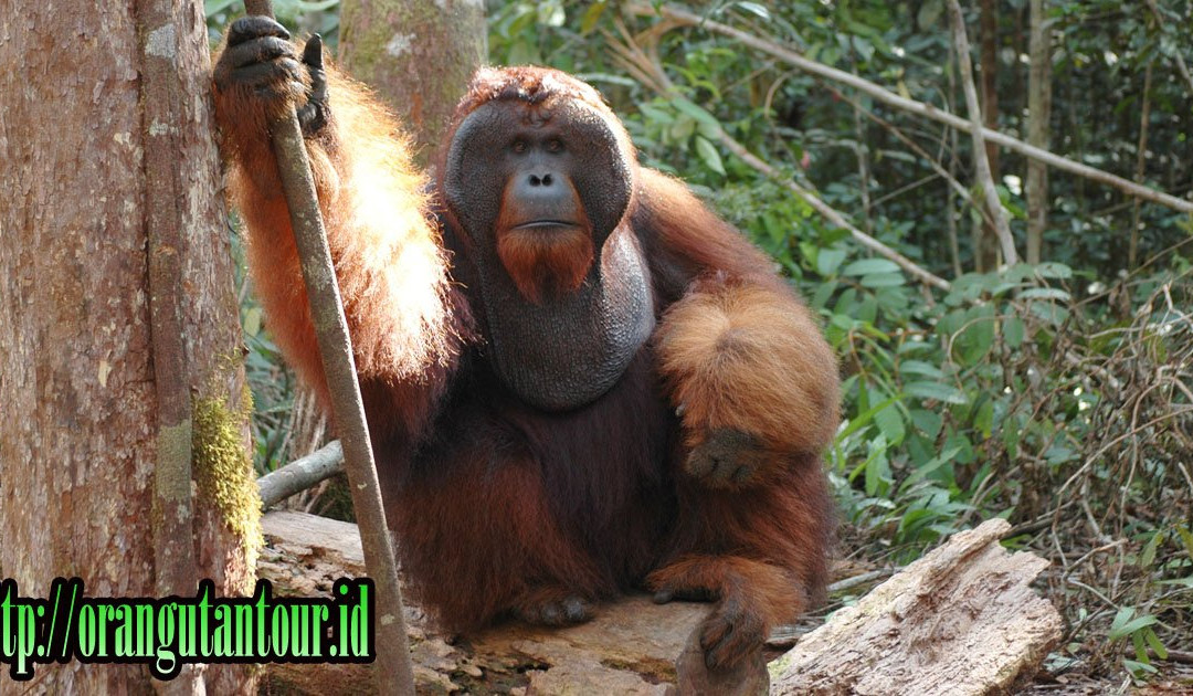 Orangutantour