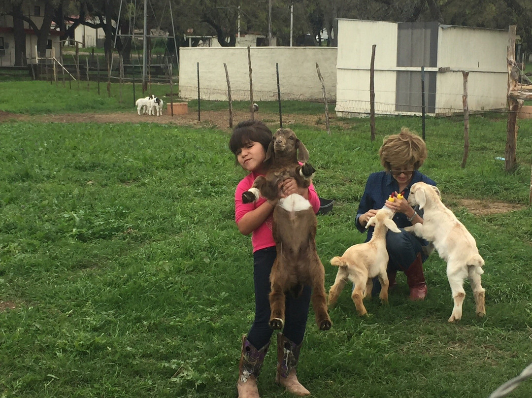 Elm Creek Stables-Leakey必去景点