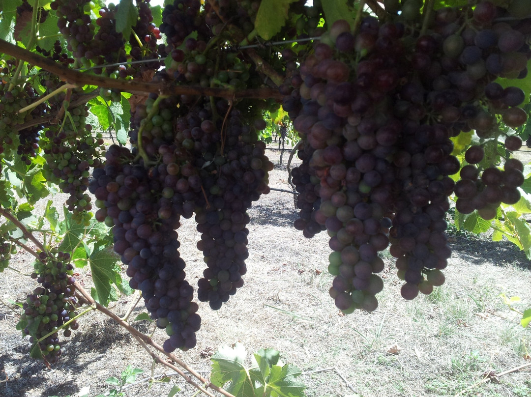 Forest Gate Estate Winery-Avoca必去景点