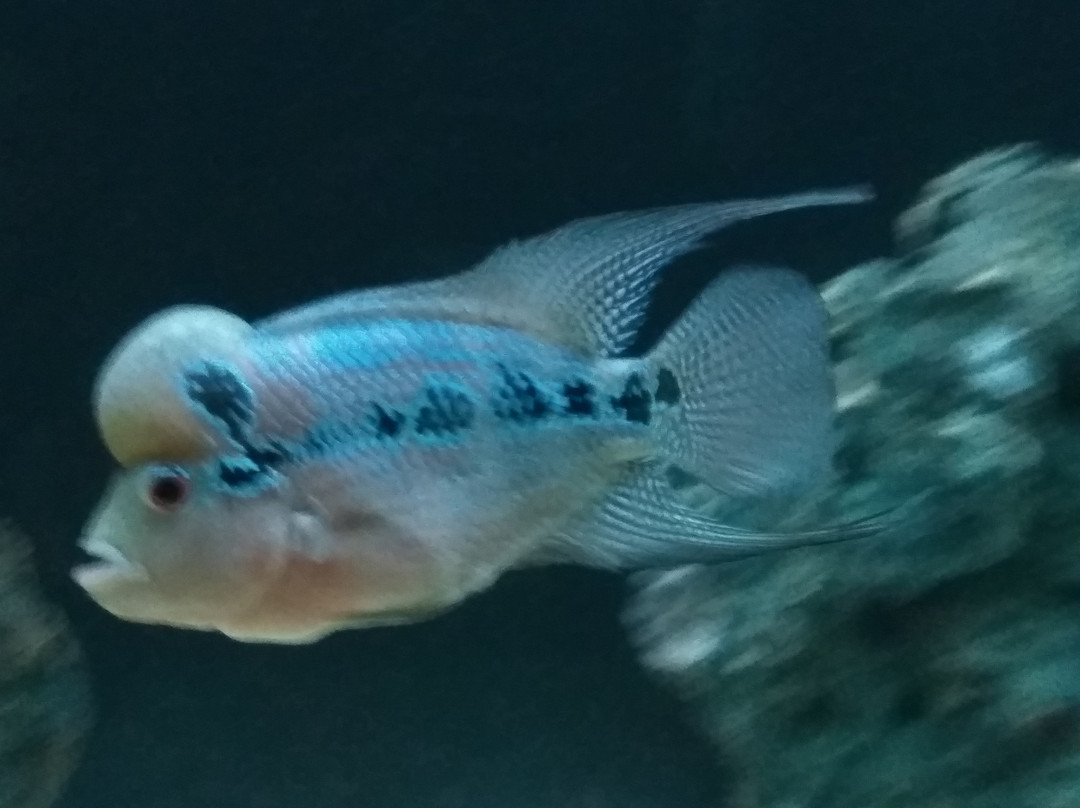 Marhar Mau Kala旅游景点-Ganga Aquarium