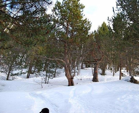 Raquetas Cami Ral del Serrat a Sorteny-Ordino必去景点