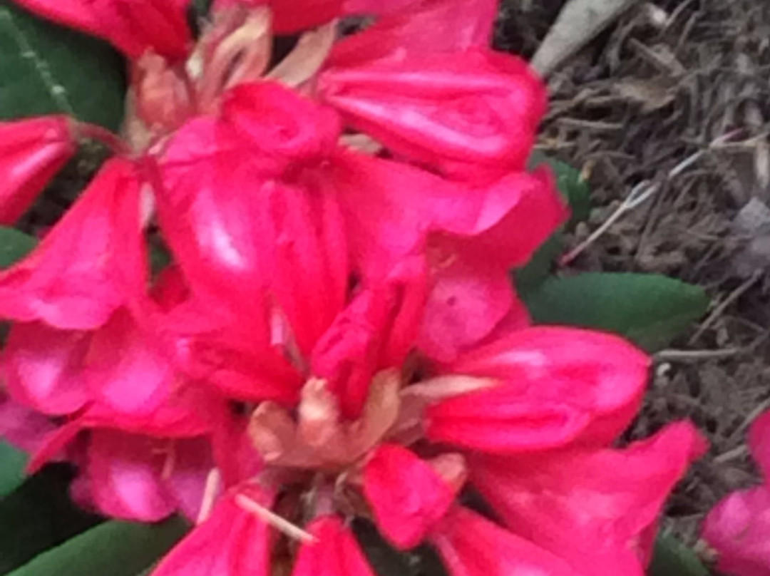 Cross Hills Gardens景点图片
