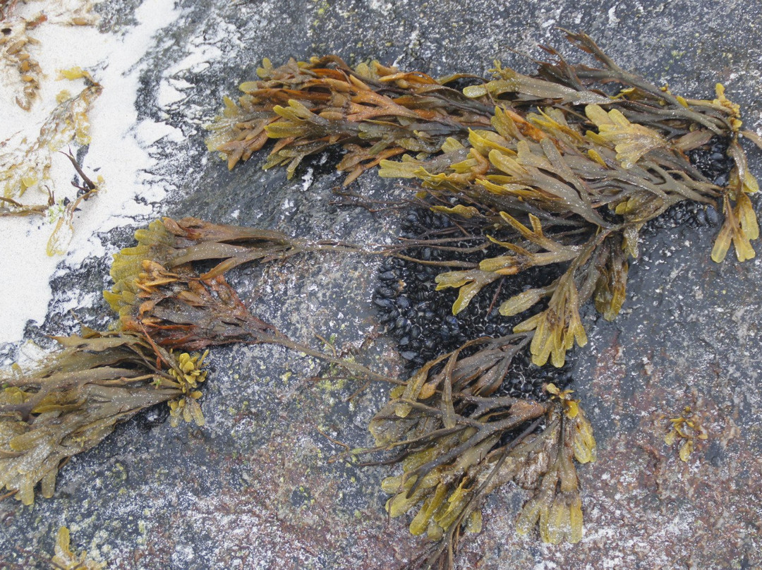 Flakstad Beach景点图片