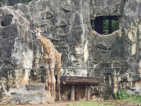 律实动物园dusit zoo
