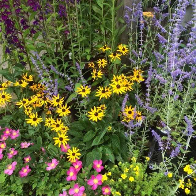 Hardy's Cottage Garden Plants景点图片