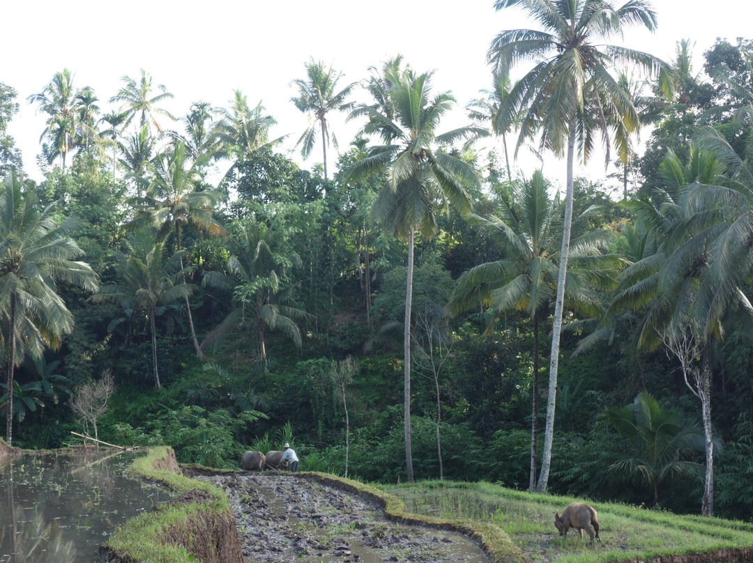 Ijen Advisor-巴纽旺宣必去景点