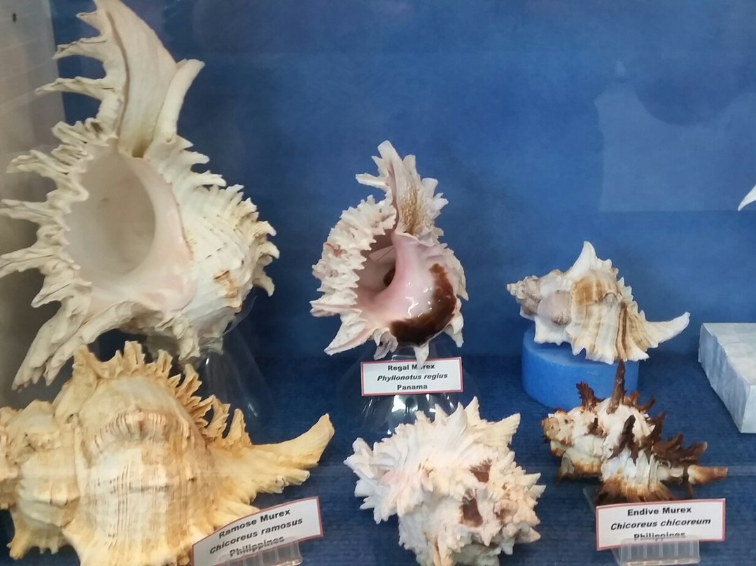 Shell World Yeppoon景点图片