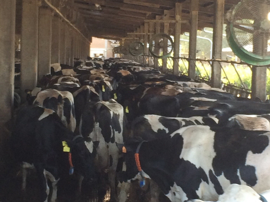 Azienda Agricola Zootecnica La Pederbona景点图片