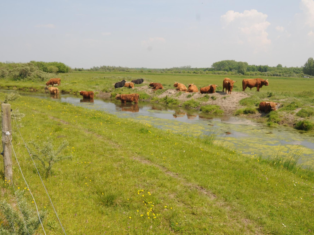 Nationaal Park Lauwersmeer景点图片