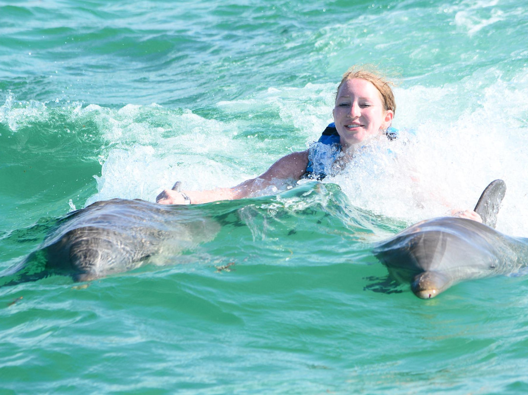 Dolphin Discovery Anguilla-Blowing Point必去景点
