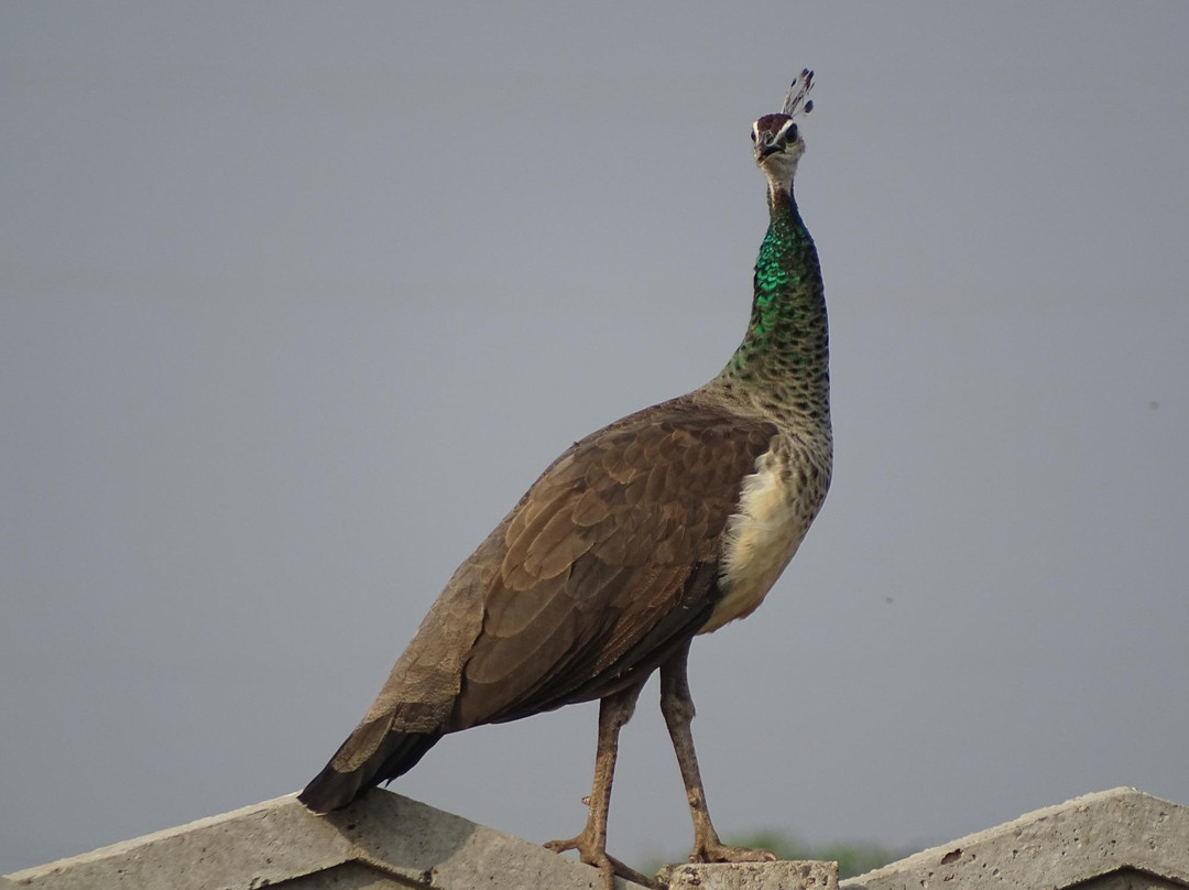 Nyara River-杰拉果德必去景点