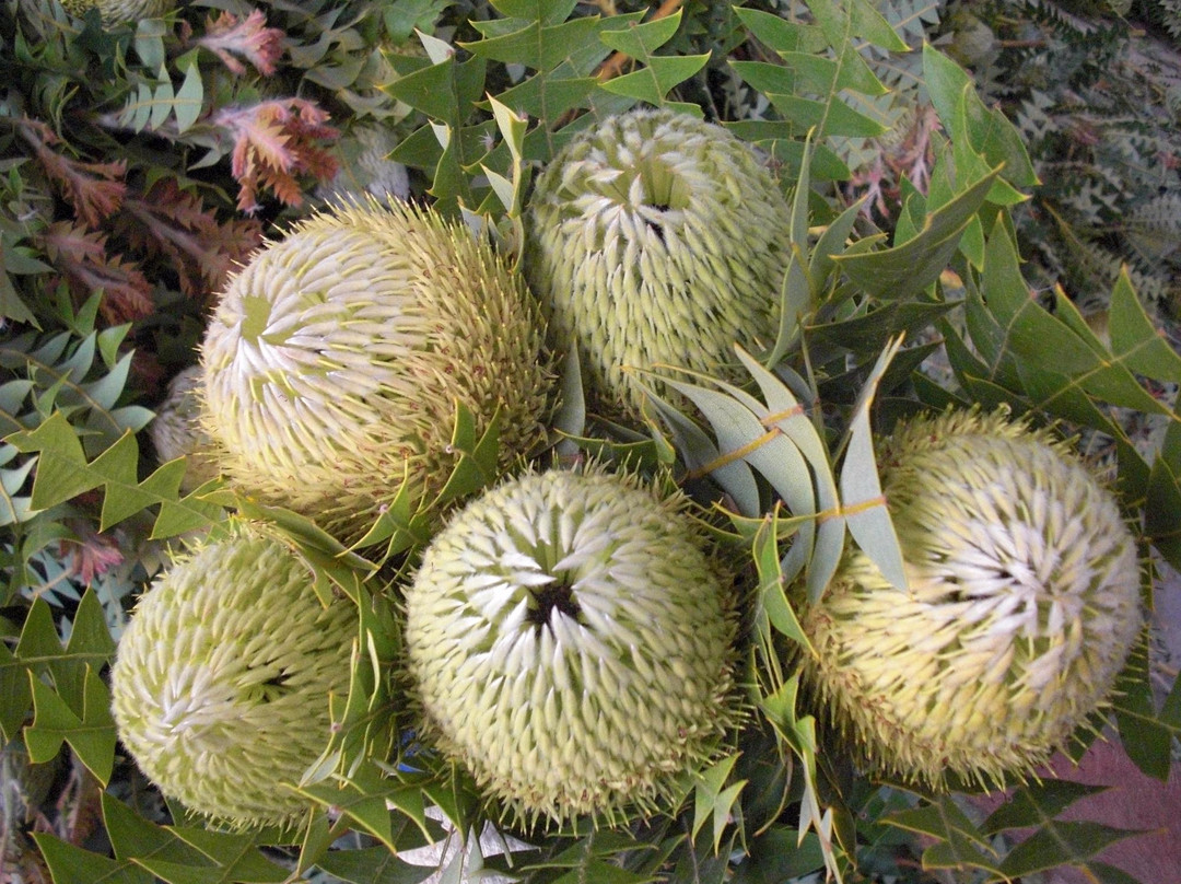 Yilgarnia Wines-奥尔巴尼必去景点