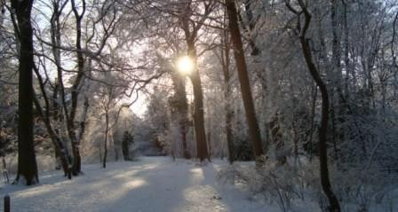 In de Groene Jager主图