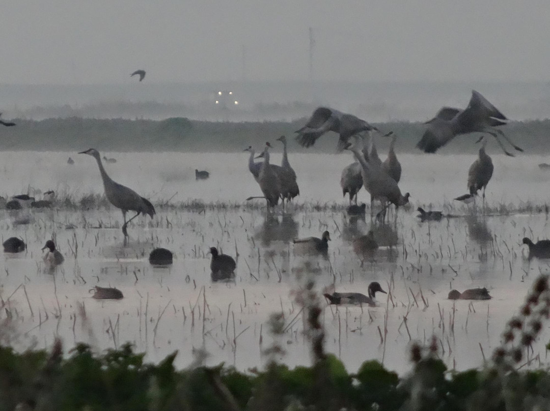 Isenberg Crane Reserve-洛迪必去景点