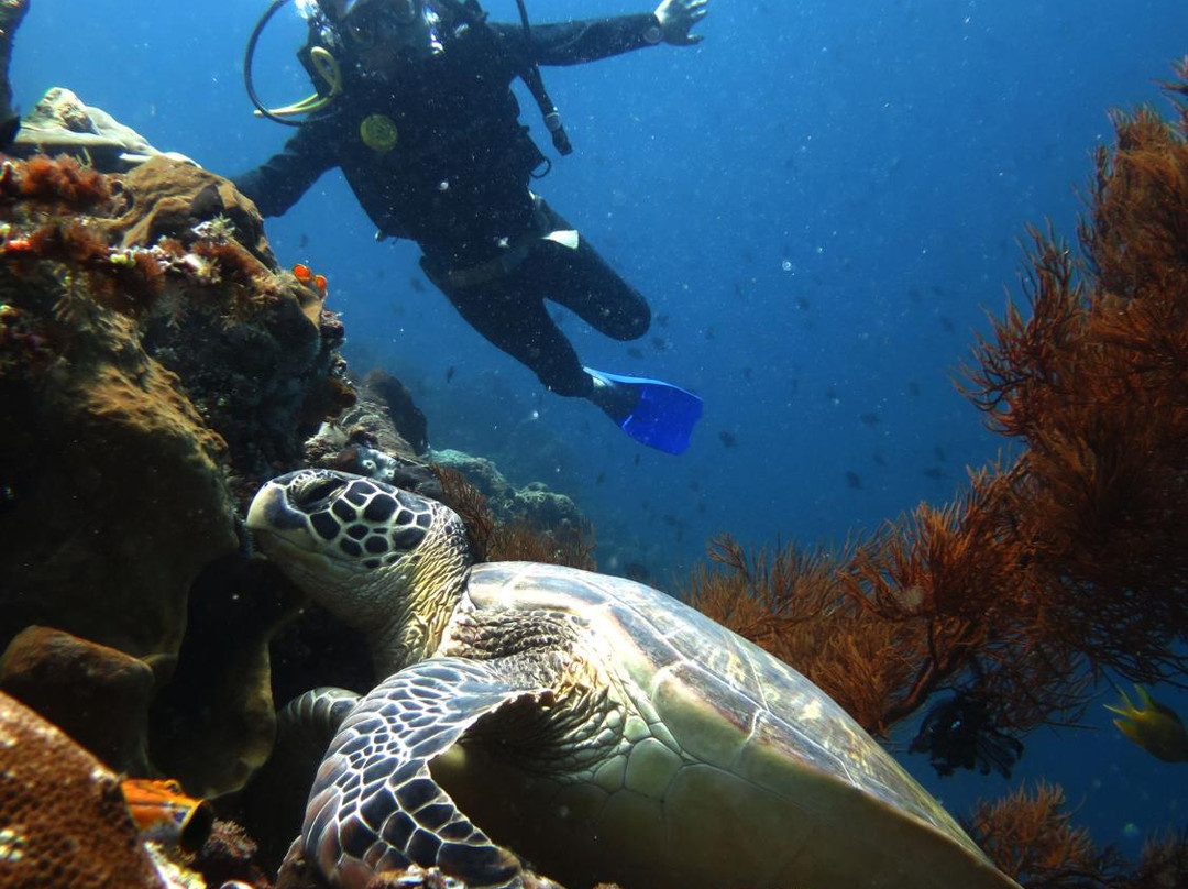 Manado Scuba景点图片