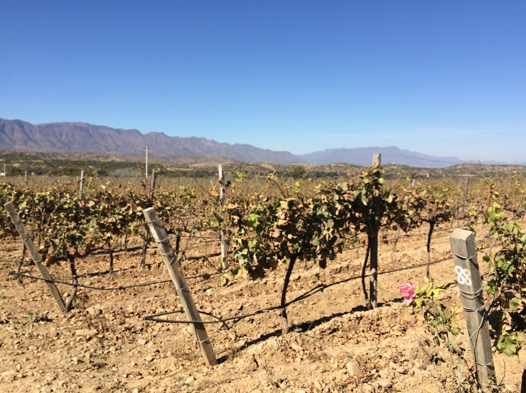 塔里哈旅游景点-Bodega Campos de Solana