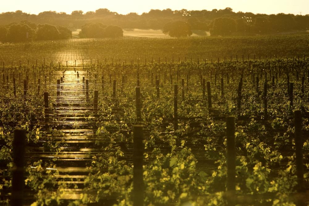 Bodegas Y Vinedos PradoRey-Gumiel Del Mercado必去景点