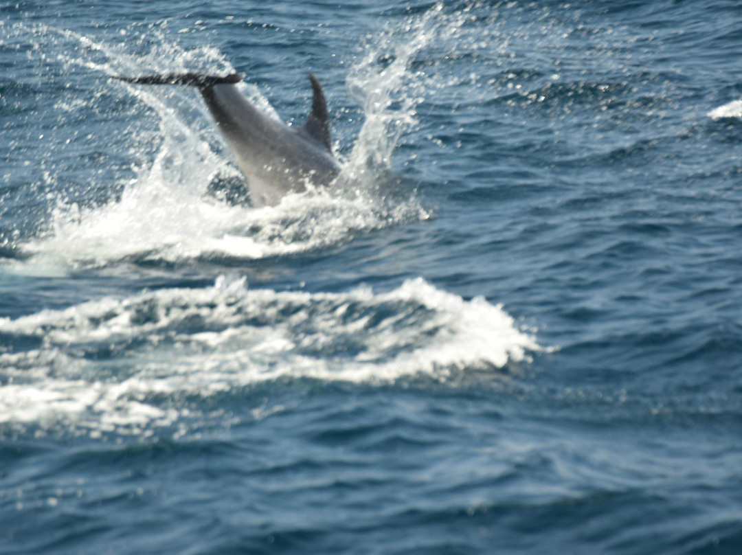 Whale Watch Azores-奥尔塔必去景点