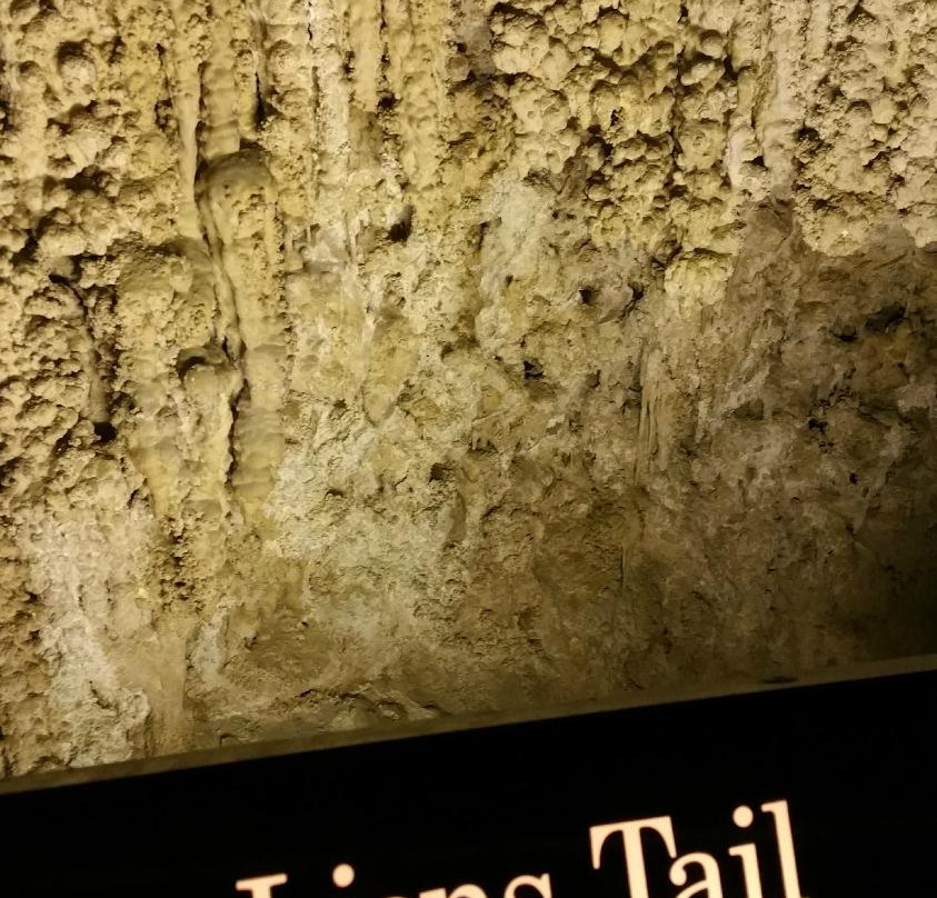 Lion's Tail-卡尔斯巴德洞穴国家公园必去景点