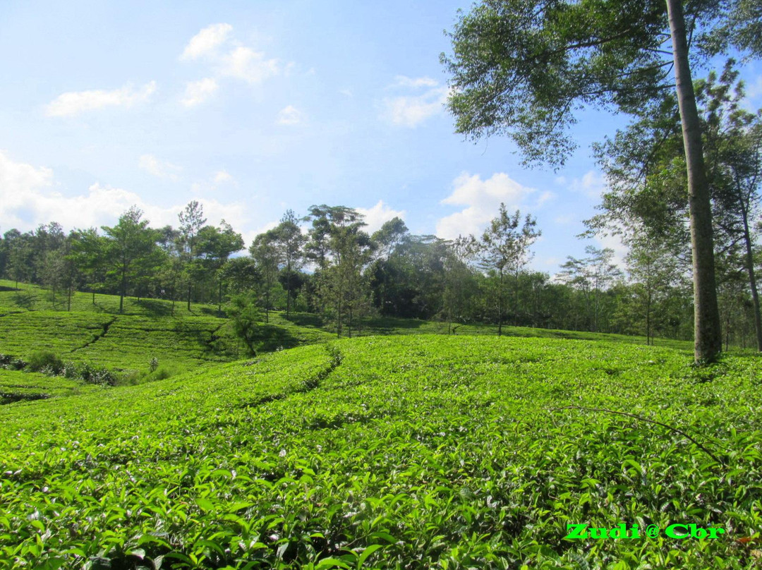 Tanjung Sari Tea Garden景点图片