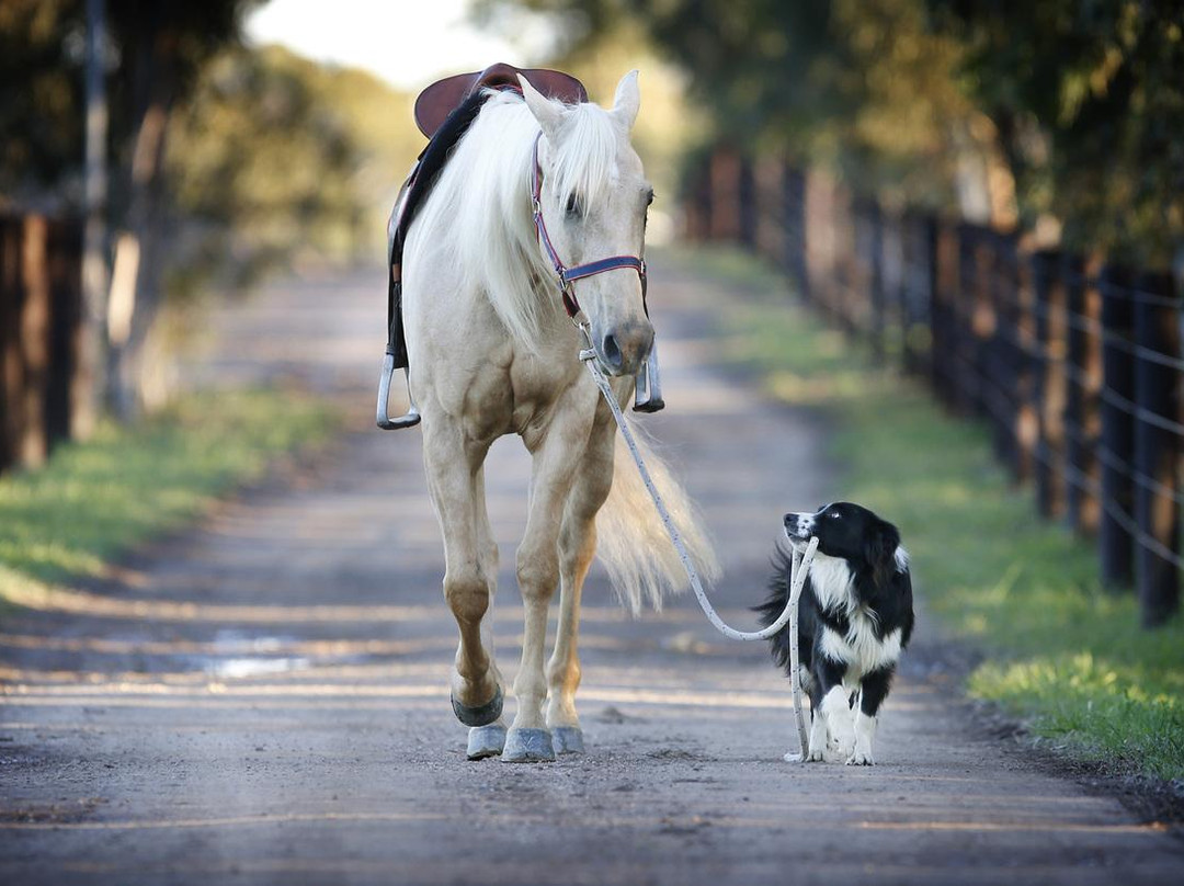 CountrySide Pony Algarve景点图片